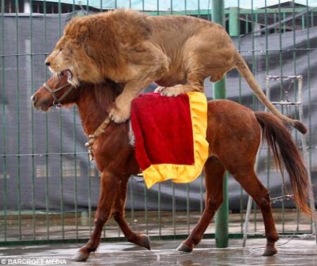 lion