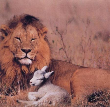 lion