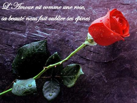 lamour